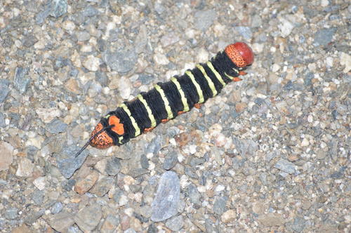 En la reserva se puede apreciar gran variedad de animales. (Foto: Juan Carlos Aquino/Colaborador)