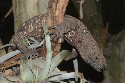 Los guarda recursos explican la importancia de proteger el heloderma. (Foto: Juan Carlos Aquino/Colaborado)