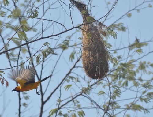La chorcha, una de las aves observadas en el avistamiento. (Foto: Juan Carlos Aquino/Colaborador)