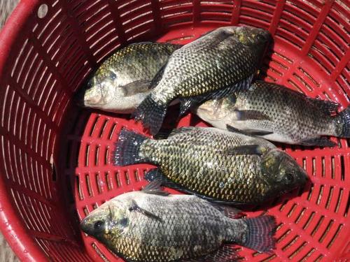 La mojarra negra es una de las especies que se busca proteger. (Foto: Alfonso Guárquez/Colaborador)