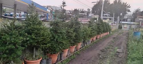 Cantel se ha convertido en un lugar de producción de pinabete. (Foto: Erick Colop/Colaborador)