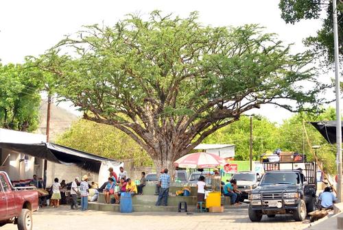 El antiguo parque de Huité es punto de reunión de jóvenes y adultos que disfrutan de la sombra del árbol de Guayacán. (Foto: Juan Carlos Aquino/Colaborador)