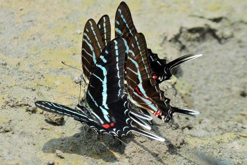 La vida silvestre es protegida por medio del acuerdo que le dio vida al parque en 1990. (Foto: Archivo)