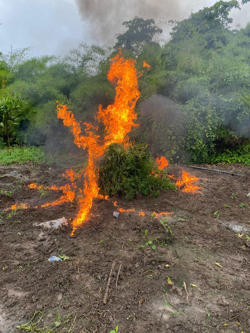 Agentes de la SGAIA erradicaron e incineraron las matas de marihuana. (Foto: PNC)