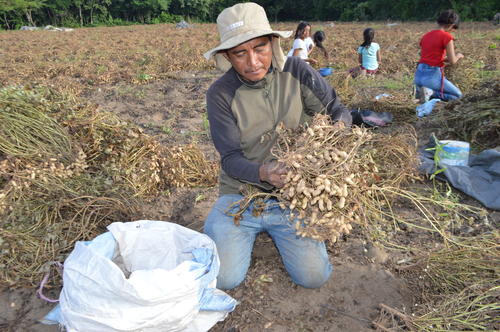 Empleo temporal: Cosecha de manía ayuda a 12 familias con ingresos. (Foto: Juan Carlos Aquino/Colaborador)