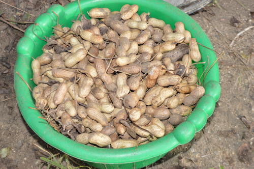 Cosecha de manía, pero también otros granos. (Foto: Juan Carlos Aquino/Colaborador)