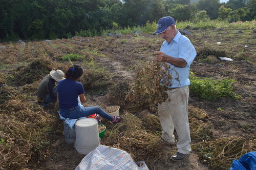 Juan Pineda: Manía es el cultivo que soporta mejor la sequía del país. (Foto: Juan Carlos Aquino/Colaborador)