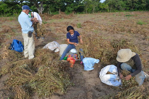 Cultivo resiliente: La manía es clave contra la sequía, dice productor. (Foto: Juan Carlos Aquino/Colaborador)