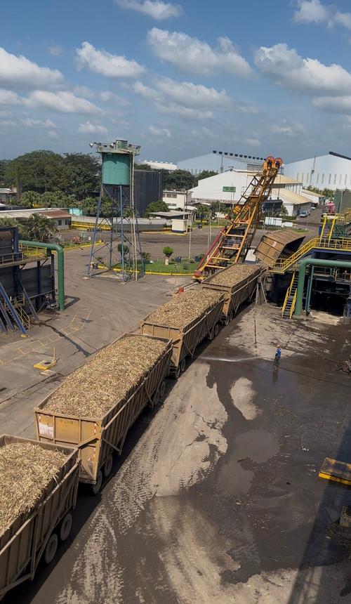 El sector genera 55 mil empleos directos y 275 mil indirectos, beneficiando a más de 330 mil familias en todo el país. (Foto: Guatecaña)