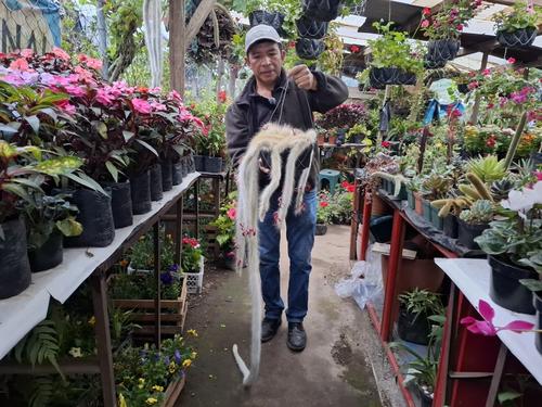 Mario Sánchez elabora macetas artesanales, uniendo arte, reciclaje y naturaleza. (Foto: Josué Ardeano/Colaborador)