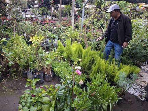 Su paciencia es vital para el cuidado de la plantas que ahora es su emprendimiento. (Foto: Josué Ardeano/Colaborador)