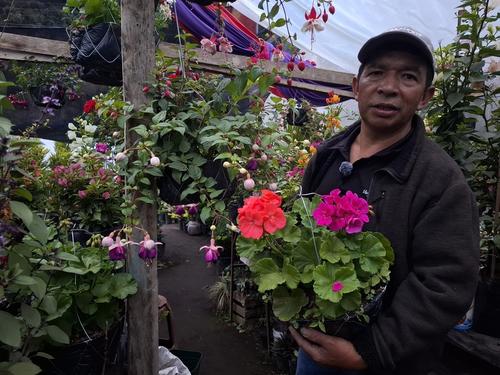 Los precios que maneja son accesibles hasta macetas de Q5. (Foto: Josué Ardeano/Colaborador)