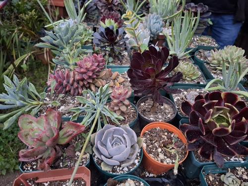 Las suculentas no pueden faltar. (Foto: Josué Ardeano/Colaborador)