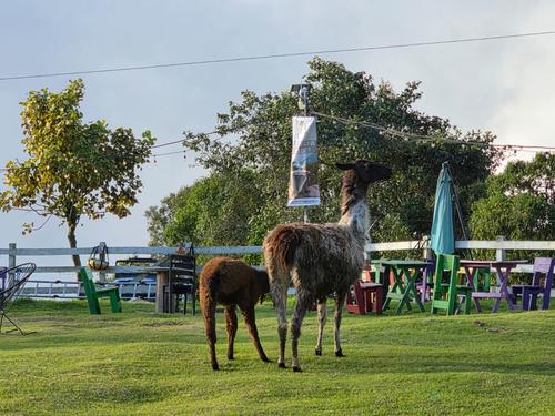 Hay llamas peruanas, las cuales son el principal atractivo para los visitantes. (Foto: Josué Ardeano/Colaborador)