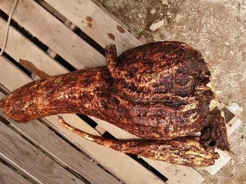 Raíz de campanilla morada, fuente natural de azufre que permite moldear el hule para la pelota maya. (Foto: Alfonso Guárquez/Colaborador)