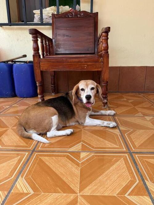 Los pisos deben ser limpiados con frecuencia, para retirar restos de pelo y en ocasiones malos olores. (Foto: Archivo)