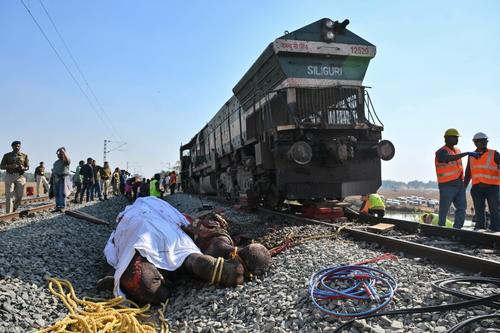 De la manada que fue arrollada, solo un ejemplar sobrevivió. (Fotos: AFP)