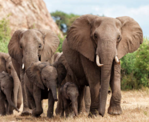 629 personas murieron en accidentes con elefantes en toda India en los ultimos dos años. (Foto ilustrativa: iStock)