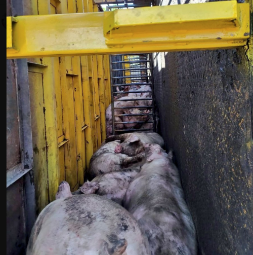 El camión terminó volcado. (Foto: Redes Sociales)