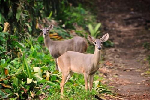 Venados están libres y resguardados en este lugar. (Foto: Los Tarrales Natural Reserve)