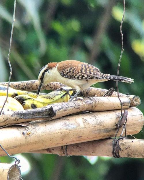 A distintas horas del día se pueden realizar los tours de avistamiento de aves. (Foto: Los Tarrales Natural Reserve)