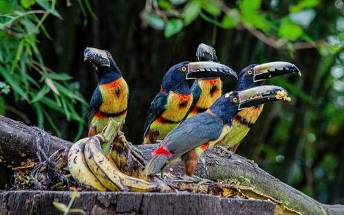 Hay más de 360 especies de aves para ver en Los Tarrales. (Foto: Los Tarrales Natural Reserve)