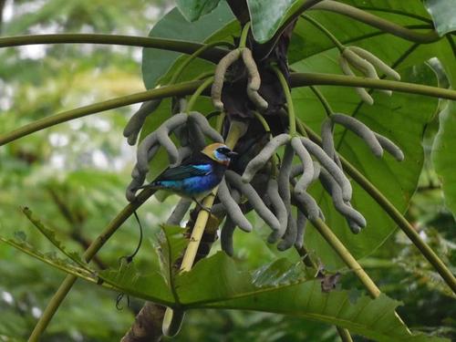 El avistamiento de aves se ve favorecido por las mañanas. (Foto: Archivo)