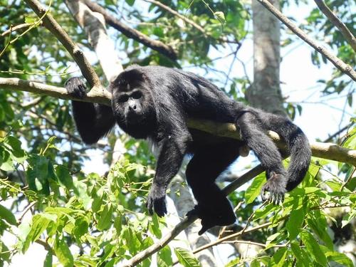 El rugido del mono saraguate puede confundir al visitante. (Foto: Archivo)