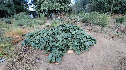 Visita el Refugio Ojer Tz’ala’: ruta, horarios y plantas nativas. (Foto: Alfonso Guárquez/Colaborador)