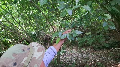 Luis Morales y el Jardín Botánico, un santuario de biodiversidad. (Foto: Alfonso Guárquez/Colaborador)