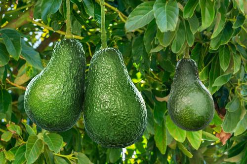 El aguacate se ha ganado un día mundial por su sabor. (Foto: Shutterstock)