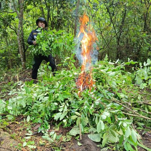 En Petén localizaron y erradicaron 18,640 arbustos de hoja de coca. (Foto: PNC)