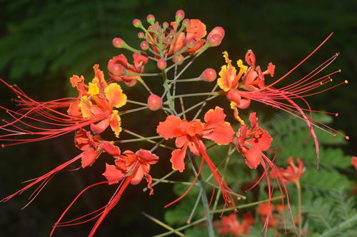En el área se pueden observar diversas especies de flora y fauna propias del ecosistema. (Foto: Juan Carlos Aquino/Colaborador)