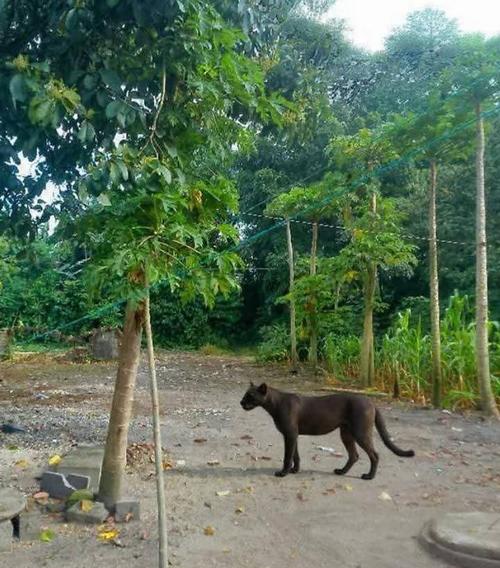 La pantera fue vista por vecinos de la localidad. (Foto: redes sociales)
