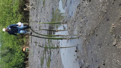 Pobladores tratan de conservar estas plantaciones. (Foto: Marvin Pos/Colaborador)