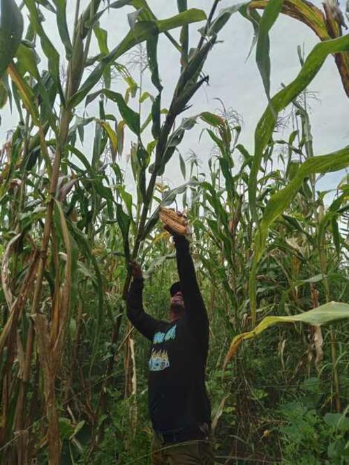 El maíz, reconocido como Patrimonio Cultural e Intangible de la Nación, es símbolo de identidad para los pueblos guatemaltecos. (Foto: Sandra Sebastíán/Colaboradora)