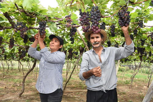 Refiere que emplea a varias personas para que le ayuden con el corte y cuidado de la vida. (Foto: Wilder López/Colaborador)