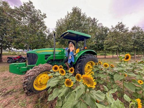 La finca cuenta con tractores y otros atractivos para las fotos de los visitantes. (Foto: Cortesía/Finca Los Girasoles)