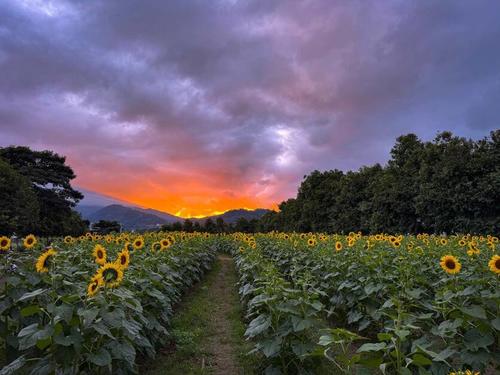 En la finca se pueden apreciar bellos atardeceres. (Foto: Cortesía/Finca Los Girasoles)