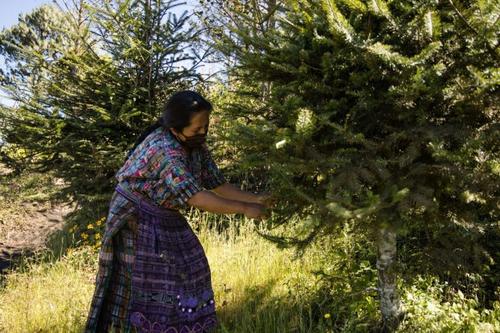 Algunos guatemaltecos ya llegaron a comprar su árbol para celebrar la navidad. (Foto: Sandra Sebastián/Colaboradora)