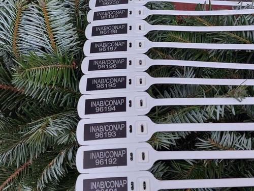 Subproductos de pinabete cumplen con regulaciones legales e internacionales y se venden de forma responsable. (Foto: Sandra Sebastián/Colaboradora)