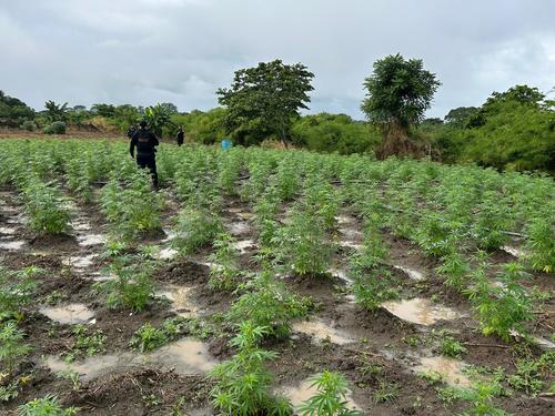 Más de 70 mil matas de marihuana se encontraban en el lugar. (Foto: PNC)