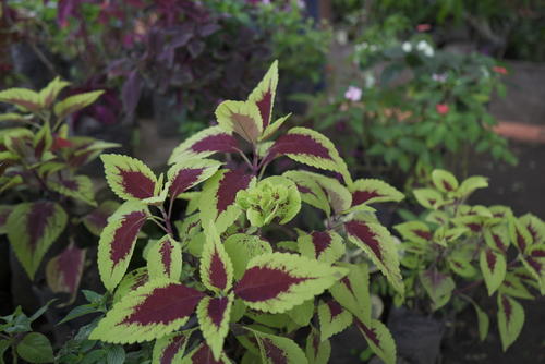 Los mantos tambien se usan en los jardines. (Foto: Ángel Revolorio/Colaborador)