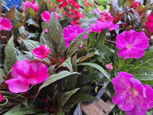 Las chinitas son relucientes por su color. (Foto: Ángel Revolorio/Colaborador)