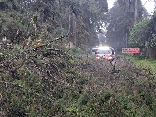 El árbol obstaculizó la carretera por completo. (Foto: Bomberos Voluntarios)