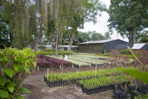 Las plantas producidas son utilizadas como ornamentos en las calles. (Foto: Cortesía de la Municipalidad de Guatemala)