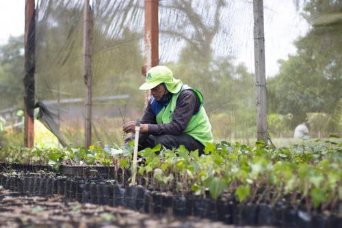Es uno de los proyectos de la Municipalidad para la recuperación del medio ambiente. (Foto: Cortesía de la Municipalidad de Guatemala)