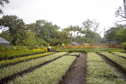 Las plantas son utilizadas para adornar las calles de la ciudad. (Foto: Cortesía de la Municipalidad de Guatemala)