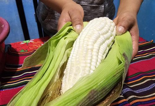 Los granos de maíz deben estar en un punto ideal para la creación del atol. (Foto: Oswlado Cop/Colaborador)