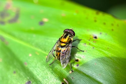 Plantas aromáticas como lavanda, citronela y eucalipto espantan insectos. (Foto: Shutterstock)
